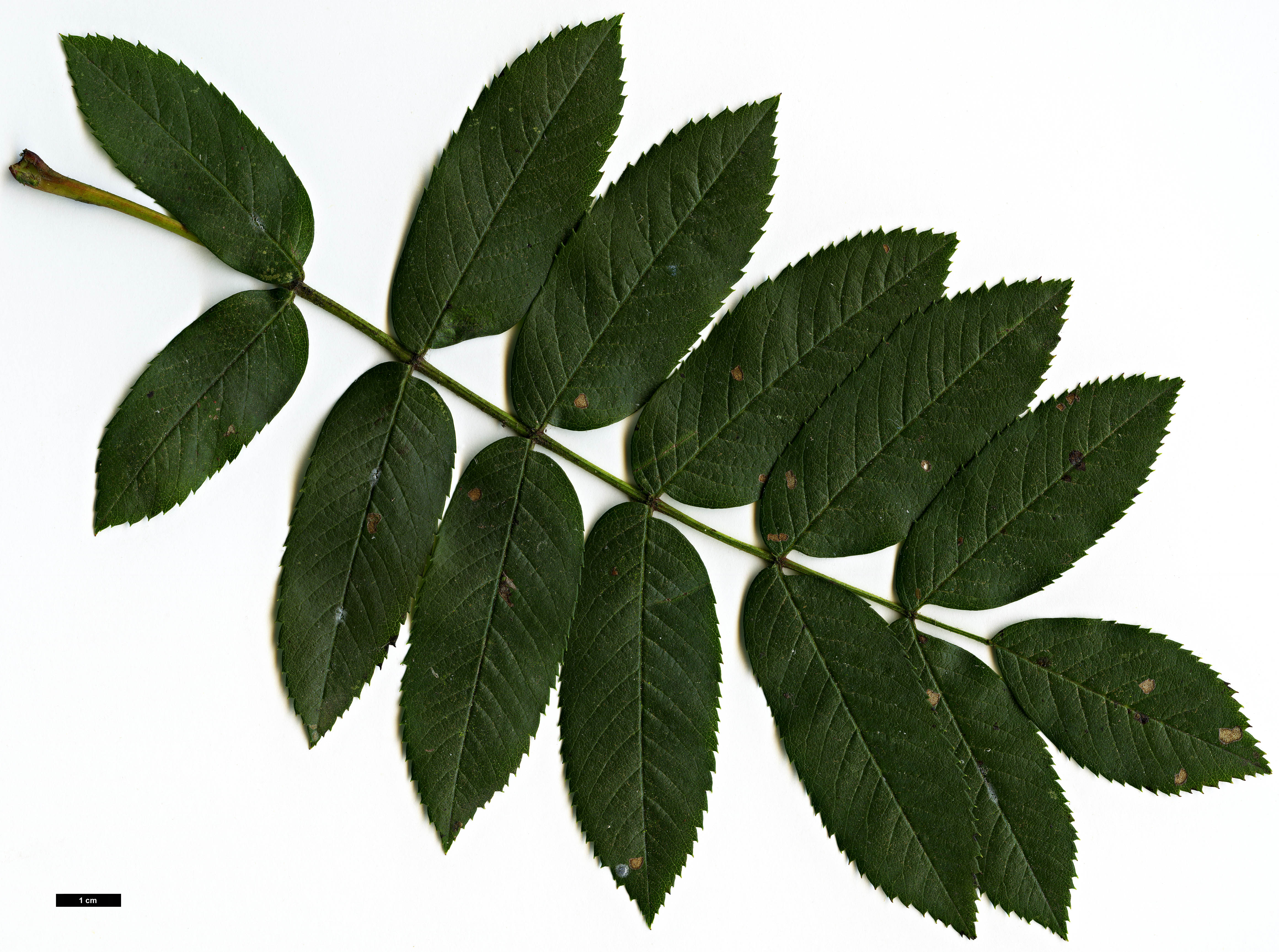 High resolution image: Family: Rosaceae - Genus: Sorbus - Taxon: aucuparia - SpeciesSub: subsp. pohuashanensis